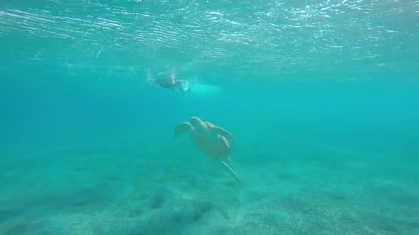 Die Karettschildkröte Befindet Sich Roten Meer Vor Der Küste Von — Stockvideo