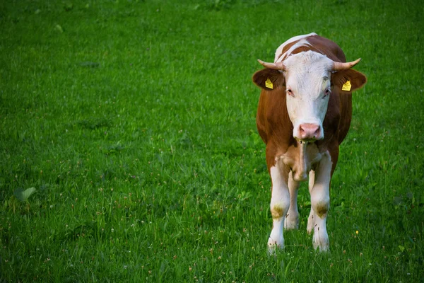 Evcil Tur. Saçmalık.. 