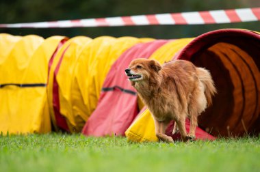 Çeviklik yarışmasında tünelde koşan bir köpek. 