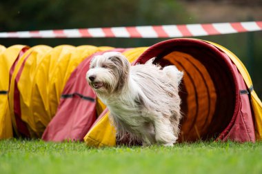 Çeviklik yarışmasında tünelde koşan bir köpek. 