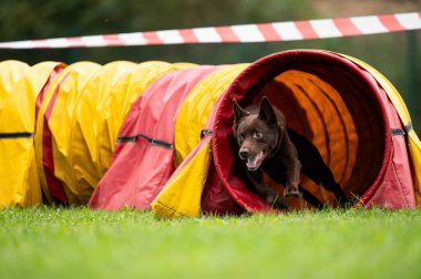 Çeviklik yarışmasında tünelde koşan bir köpek. 