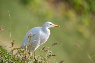 Ardea Alba doğal ortamında. 