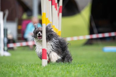 Tibet Teriyeri çeviklik yarışmasında slalom koşuyor. 