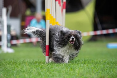 Tibet Teriyeri çeviklik yarışmasında slalom koşuyor. 