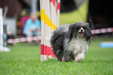 Tibet Teriyeri çeviklik yarışmasında slalom koşuyor. 