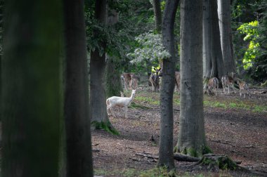 Dama dama ve yılın önemli bir dönemi, dişi monotonluğu.. 