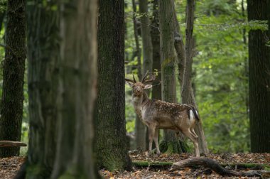 Dama dama ve yılın önemli bir dönemi, dişi monotonluğu.. 