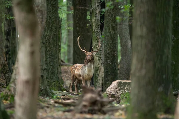 Dama dama ve yılın önemli bir dönemi, dişi monotonluğu.. 