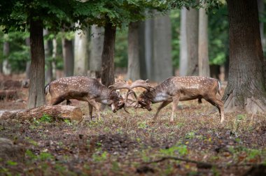 Dama dama ve yılın önemli bir dönemi, dişi monotonluğu.. 