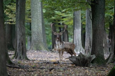 Dama dama ve yılın önemli bir dönemi, dişi monotonluğu.. 