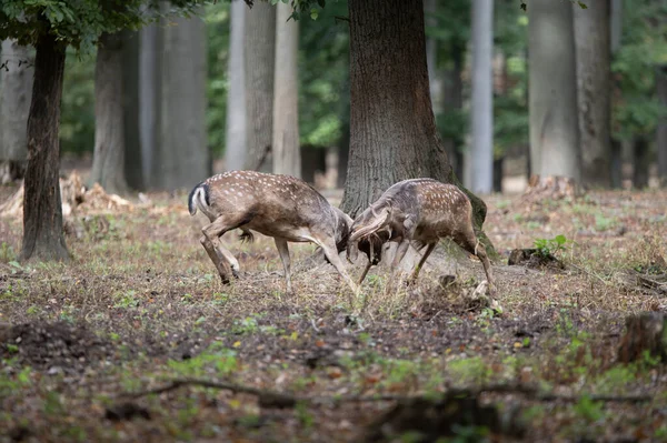 Dama dama ve yılın önemli bir dönemi, dişi monotonluğu.. 