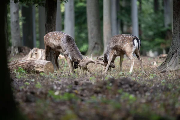 Dama dama ve yılın önemli bir dönemi, dişi monotonluğu.. 