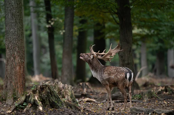 Dama dama ve yılın önemli bir dönemi, dişi monotonluğu.. 