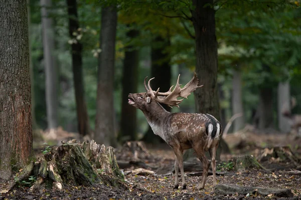 Dama dama ve yılın önemli bir dönemi, dişi monotonluğu.. 