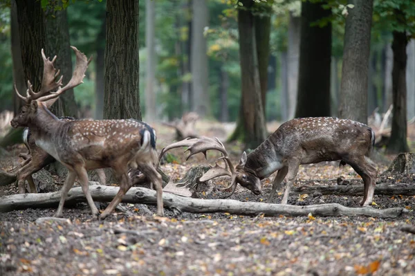 Dama dama ve yılın önemli bir dönemi, dişi monotonluğu.. 