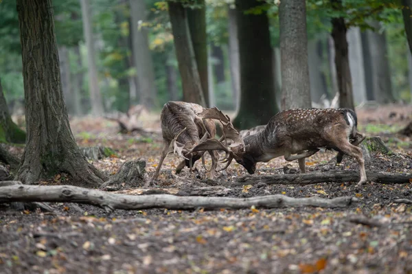 Dama dama ve yılın önemli bir dönemi, dişi monotonluğu.. 
