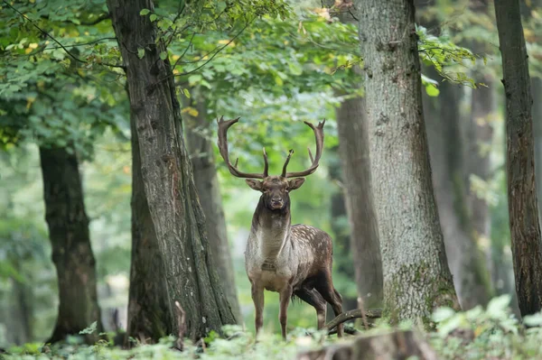 Dama dama ve yılın önemli bir dönemi, dişi monotonluğu.. 