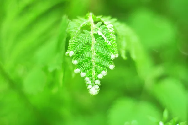 Натуральний фон зі свіжим зеленим листям папороті . — стокове фото