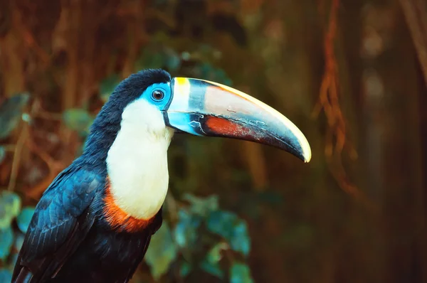 Single White-throated Toucan (Ramphastos tucanus),  closeup — Stock Photo, Image