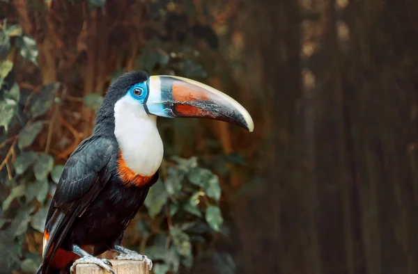 Single White-throated Toucan (Ramphastos tucanus),  closeup — Stock Photo, Image