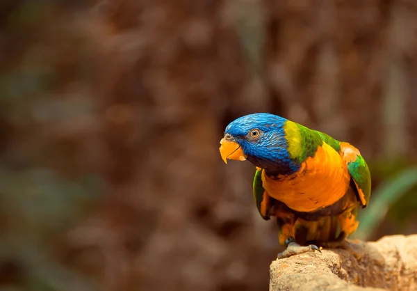 Green parrot near the feeders, eating fruit. Rainbow lorikeet — Stock Photo, Image