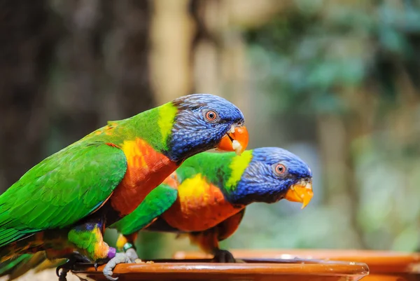 Green parrot near the feeders, eating fruit. Rainbow lorikeet — Stock Photo, Image