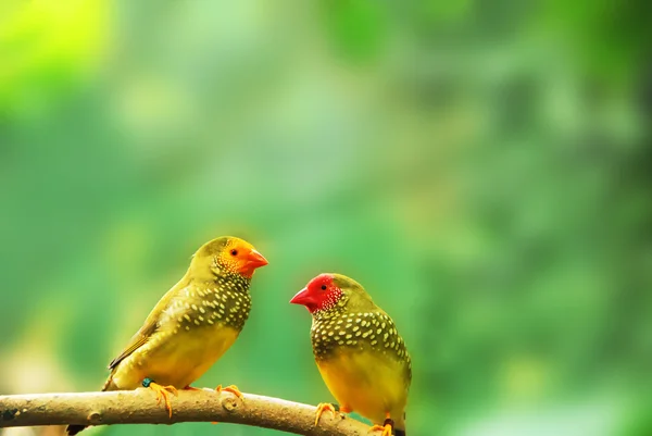Erythura psittacea birds. Dois passarinhos verdes sentam-se em um ramo . — Fotografia de Stock