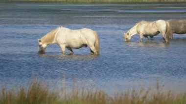 Camargue, Fransa ve Avrupa 'da vahşi atlar.