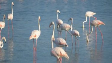 Flamingolar Camargue, Fransa, Avrupa 'da.