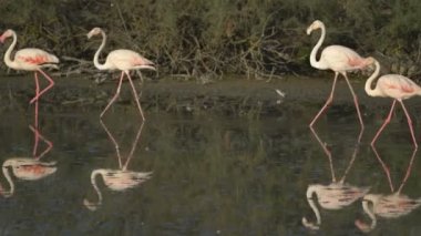 Flamingolar Camargue, Fransa, Avrupa 'da.