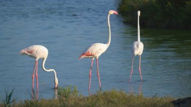 Flamingolar Camargue, Fransa, Avrupa 'da.