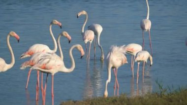 Flamingolar Camargue, Fransa, Avrupa 'da.