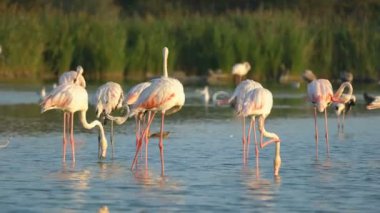 Flamingolar Camargue, Fransa, Avrupa 'da.