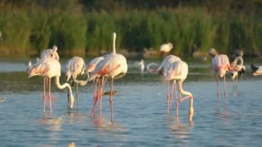 Flamingolar Camargue, Fransa, Avrupa 'da.