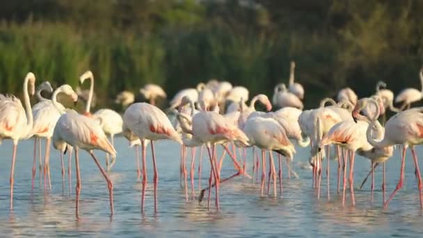 Fenicotteri Camargue Francia Europa — Video Stock