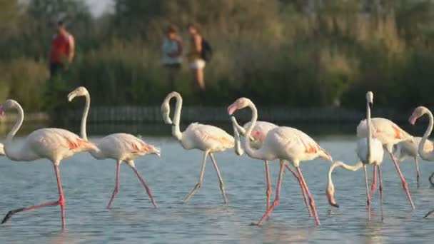 Фламинго Камарге Франция Европа — стоковое видео