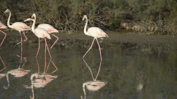 Фламинго Камарге Франция Европа — стоковое видео