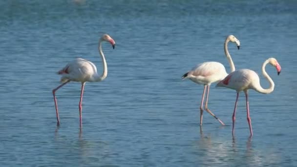 Fenicotteri Camargue Francia Europa — Video Stock