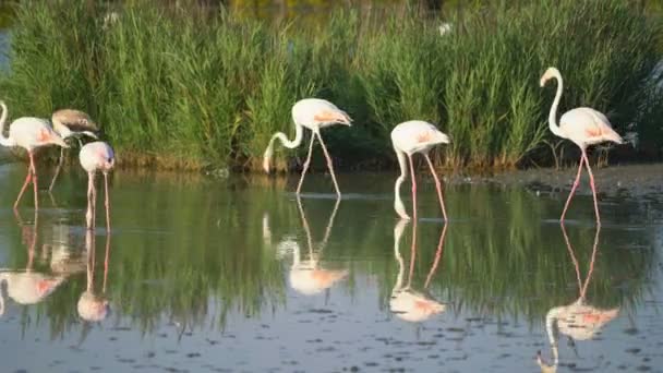 Flamingos Camargue França Europa — Vídeo de Stock