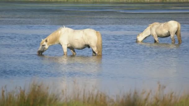Camargue Fransa Avrupa Vahşi Atlar — Stok video