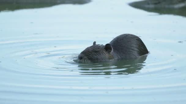 Capybara Water Camargue France Europe — Stock Video