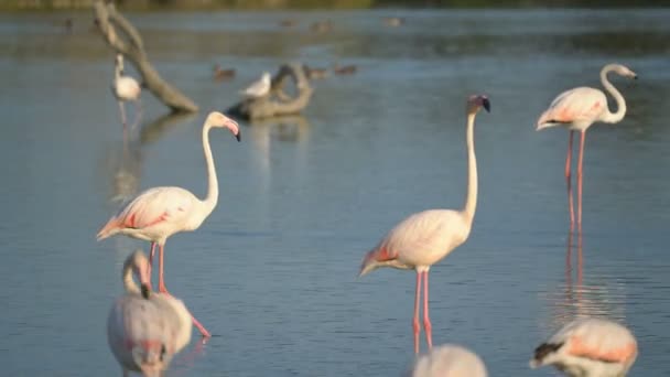 Flamingi Camargue Francja Europa — Wideo stockowe