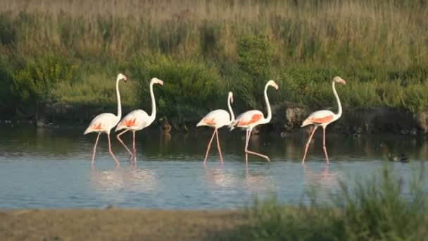 Flamingi Camargue Francja Europa — Wideo stockowe