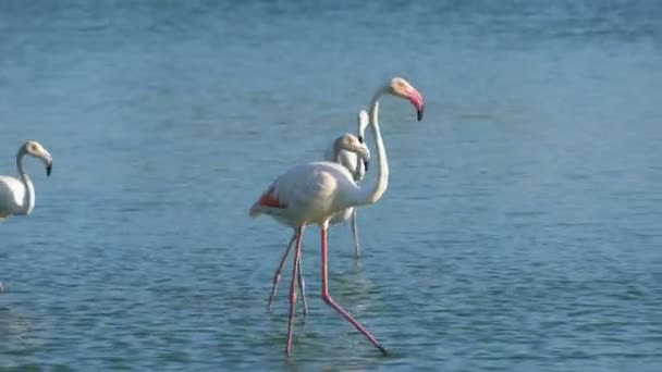 Flamencos Camarga Francia Europa — Vídeo de stock