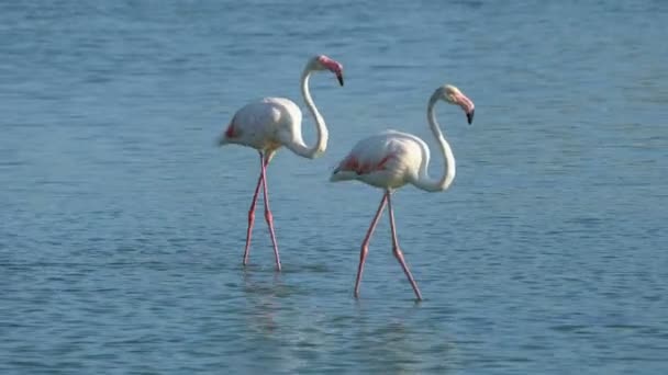 Flamencos Camarga Francia Europa — Vídeos de Stock