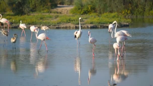 Flamingor Camargue Frankrike Europa — Stockvideo