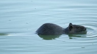 coypu in water, Camargue, France, Europe.