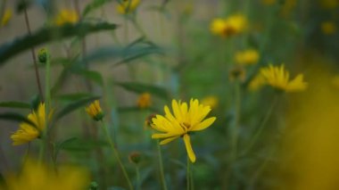 SAINT-HMY-DE-PROVENCE - 1 Eylül 2019 Saint-Paul de Mausole Manastırı, Saint-Rmy-de-Provence, Provence, Fransa.