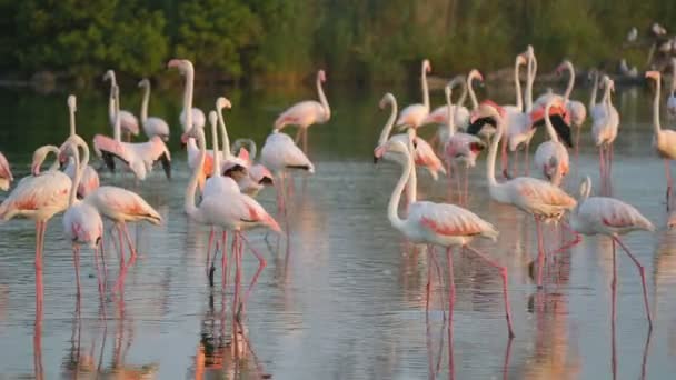 Flamingos Camargue Francie Evropa — Stock video