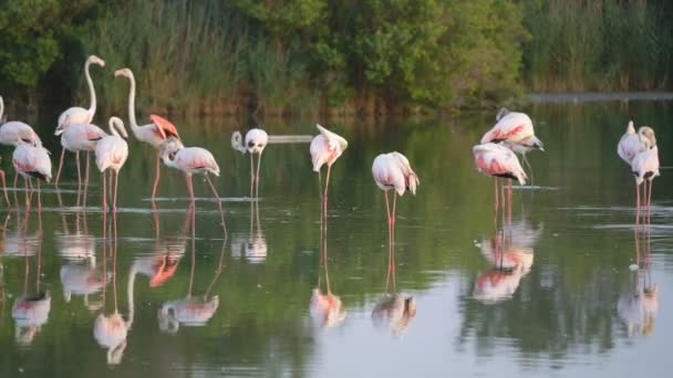 Flamingi Camargue Francja Europa — Wideo stockowe
